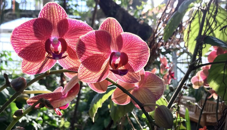 Orchids glow with morning sunlight in the Tropics House at U.S. Botanic Garden during _Orchid Spectrum_.HEIC