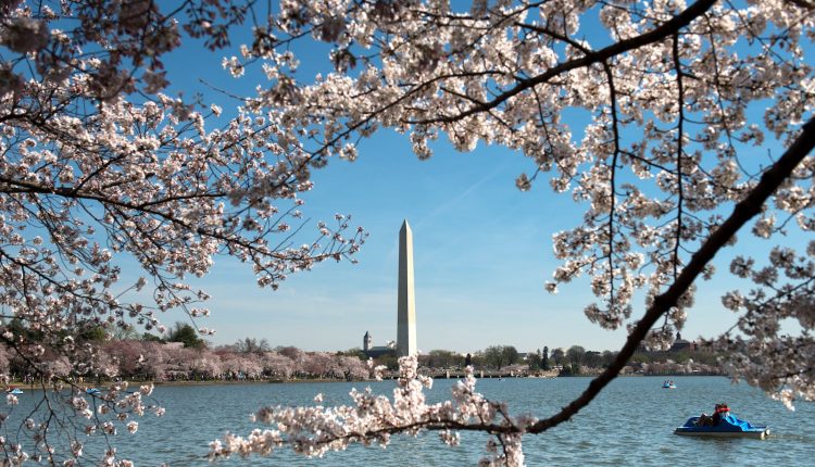 Tidal Basin 2 courtesy of National Cherry Blossom Festival